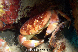 Bat Wing Crab looking pretty fine here in his "lair" by Lisa Hinderlider 